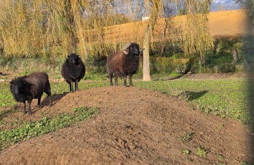 Nid du merle avec sauna et jacuzzi privatif - Foto 51