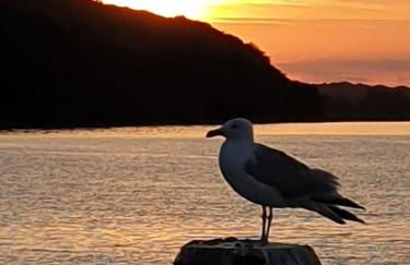 Romantik am Meer - Studio mit Loggia - Direktzugang zum Meer - Foto 1