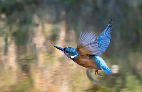 Ferienvilla-mv - Foto 33