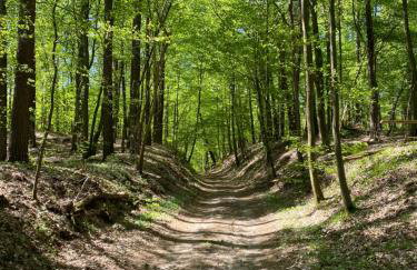 Sosenkowe Zacisze - Foto 7