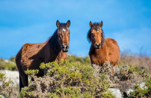 Casa da Covinha - Branda da Aveleira - Foto 22