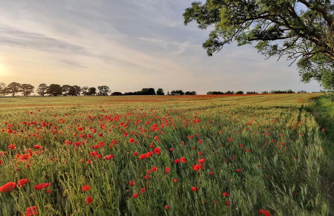Landurlaub Nahe Insel Poel in Krusenhagen - Foto 22