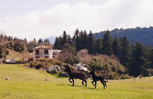 Elati Hills - Photo 57