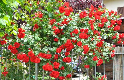 Country House Podere Casorbica - Foto 101