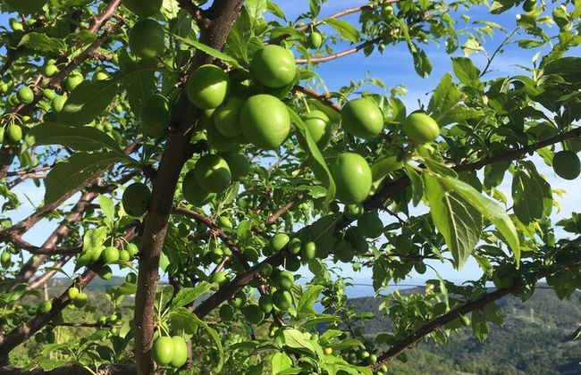 Agriturismo LaValleggia - Photo 32