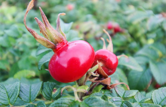 "Radojka" - 75m from the sea - Foto 10