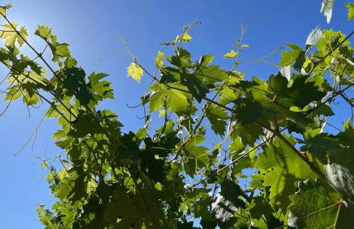 Modern Wine Country Home on 10 acres with vineyard - Foto 24