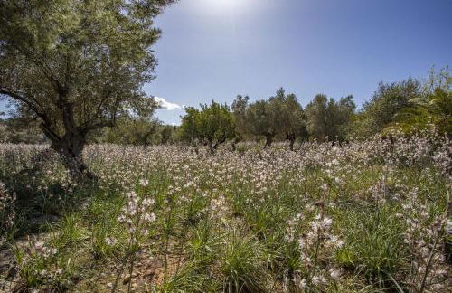 Finca Barons - Foto 35