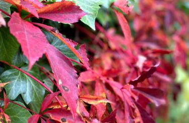 DOM NA KASZUBACH, SAUNA i BALIA - Foto 29