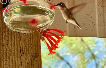 Peaceful Boise Retreat 3BR with Cozy Deck - Foto 37