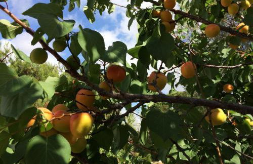 Meltemi Studios and Apartments - Photo 34