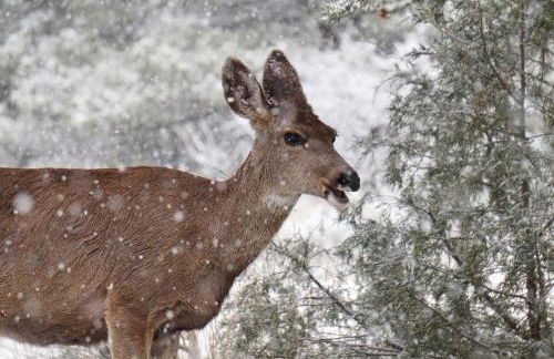 Majordoms - Castell de Villavecchia - 20 pax - Foto 34