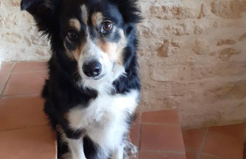 Le Manoir de Carlucet Gite - Foto 41