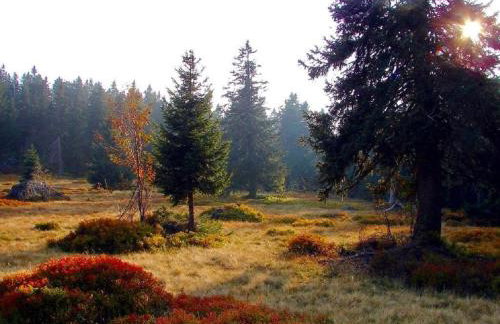 Waldliebe Spiegelhütte - Ferienwohnung am Bach - Foto 13
