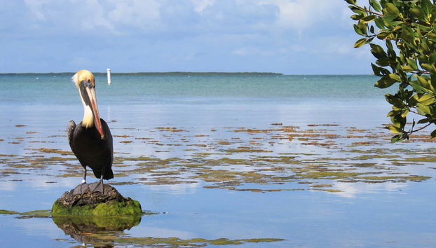 Escursione alle Everglades + Giro in barca delle ville dei VIP