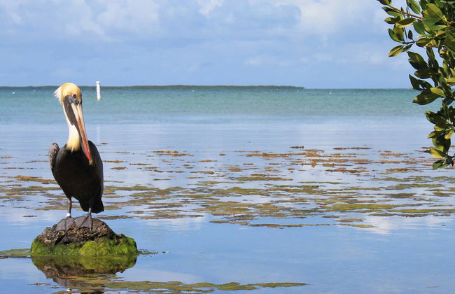 Excursión a los Everglades + Paseo en barco por Las Casas de los Famosos - Foto 5