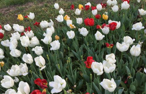 Cherokee mountain log cabin resort - Foto 56