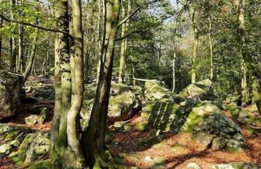Chalet à L'orée du bois avec parking - Foto 19