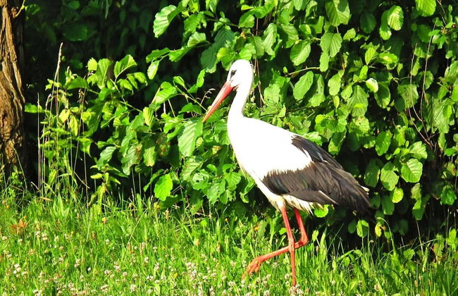 Ferienhaus Spreeidyll, Schlepzig - Foto 13