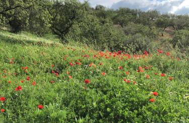 Paraiso Baja - Foto 23