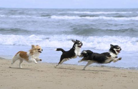 Apartament Pogo II - Foto 28