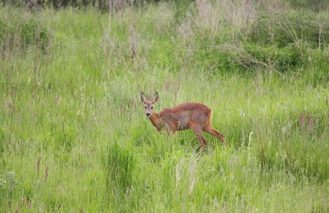 Doppelhaushalfte Seestern, Lohmen - Foto 25