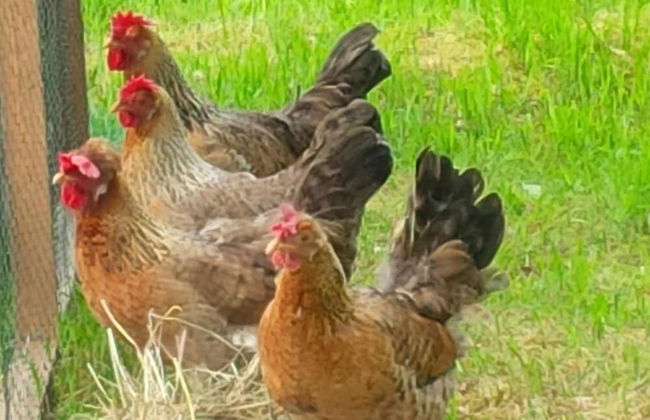 Buntes Moor - Foto 26