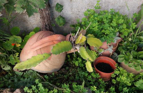 JB - Monte João Moleiro With Shared Pull - Photo 80