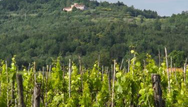 Apartment Bellavista - Foto 3