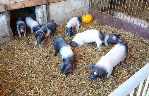 Waldacher Hof - Foto 12