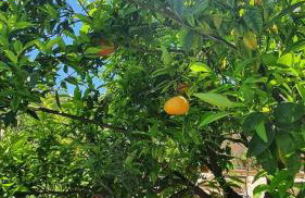 Villa Anasa Residence - Foto 70