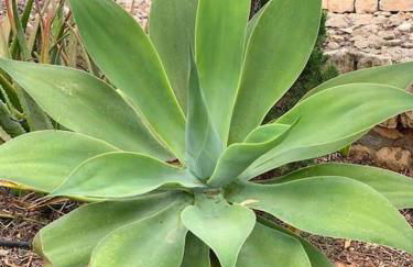 Descubre el paraíso en la Villa Grand Bleu Playa a 500 metros Opción Piscina climatizada a 30º - Foto 50
