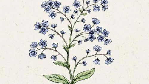 FeWo Vergissmeinnicht - Foto 5