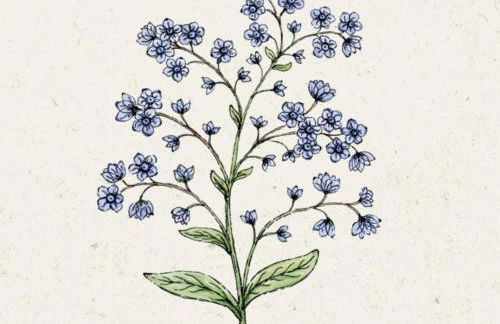 FeWo Vergissmeinnicht - Foto 5