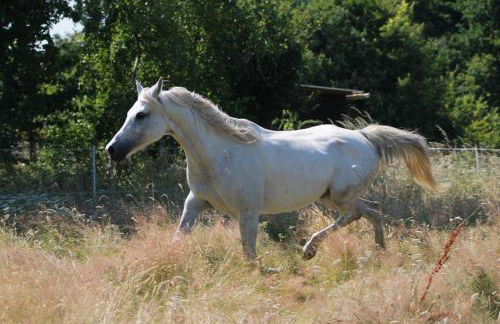 Gîte 5 personnes au calme avec jardin, piscine, proche d'Amboise - Foto 23