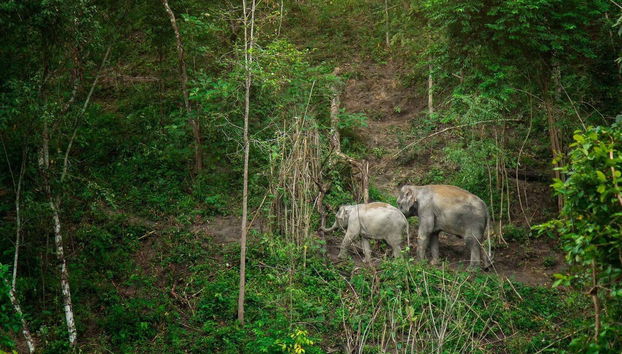 See the elephants in their natural habitat