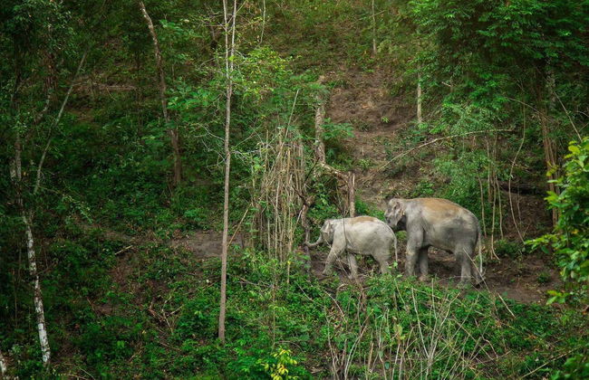 Excursión al santuario de elefantes - Foto 5