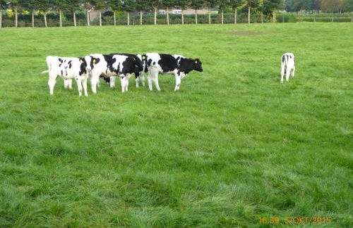 Schmidtfewo Moorgeist - Foto 25