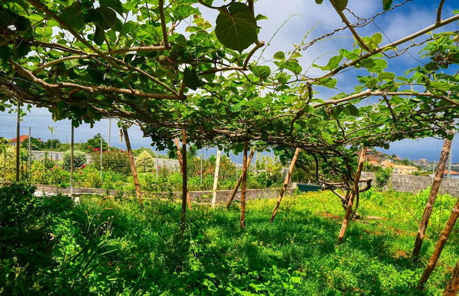 O Lagar do Avô, a Home in Madeira - Foto 88