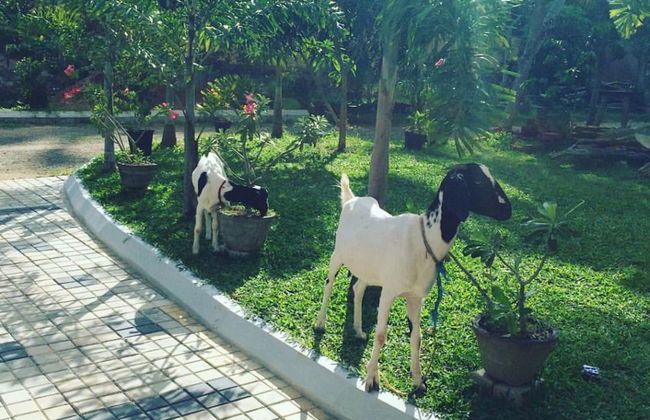 Peacock Villa - Photo 20