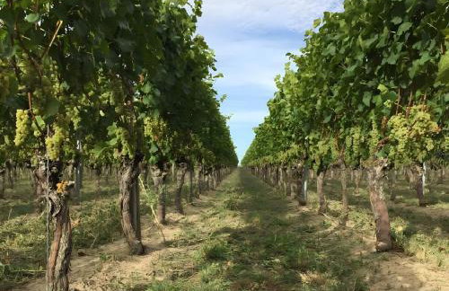 Ferien- Und Winzerhof Simon - Photo 3