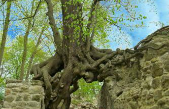 Harzer Feriengarten - Foto 65