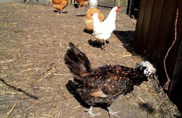 Ferienhaus Rosengarten - Foto 26