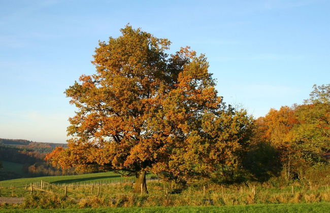 Countryside Holiday Home in Theux With Fenced Garden and BBQ - Foto 33