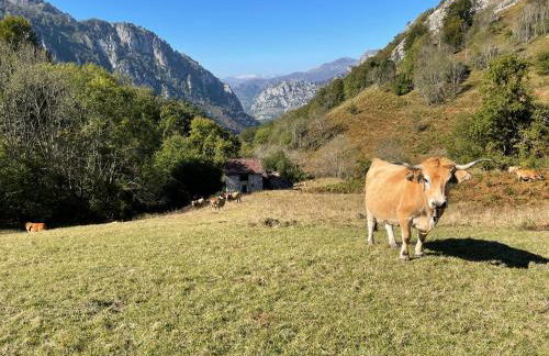 Lapaserina-A - Foto 23