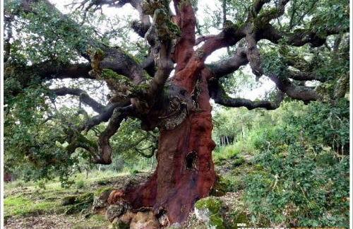 Casa Divina - Foto 17