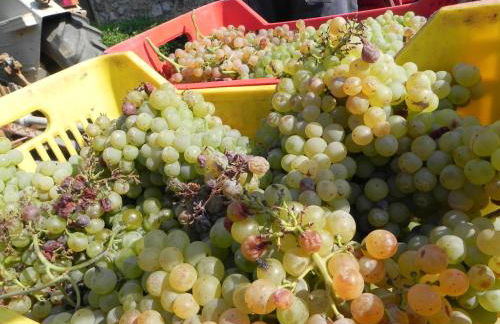 Agriturismo Il Cuscino Nel Pagliaio - Foto 37