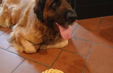 C è posto per te PETFRIENDLY - Foto 4