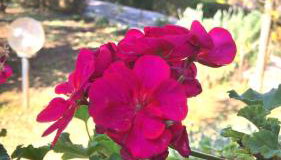 Villa Ioanna - Foto 4, Garden