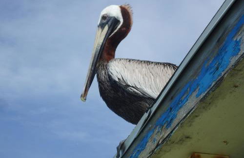 Honu Hideaway at Ocean Walk Resort - Foto 25